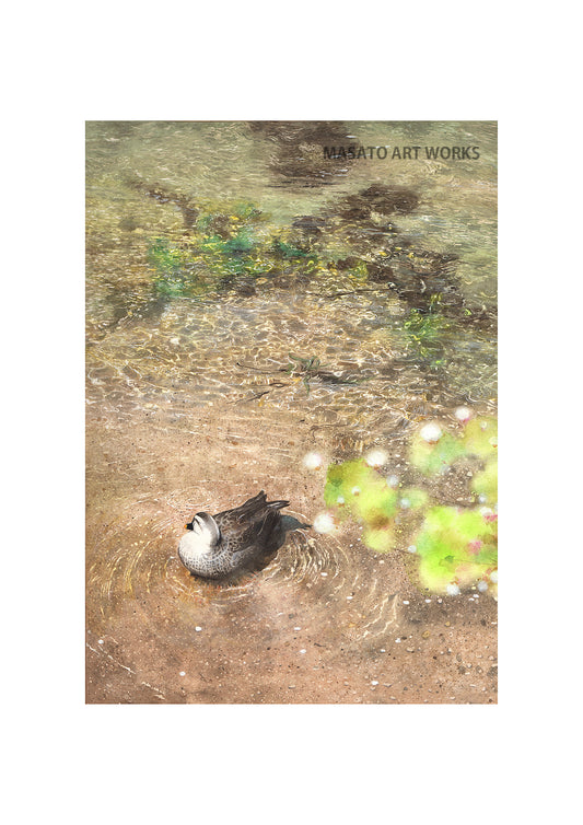 WP-鴨・春が終わり初夏へ