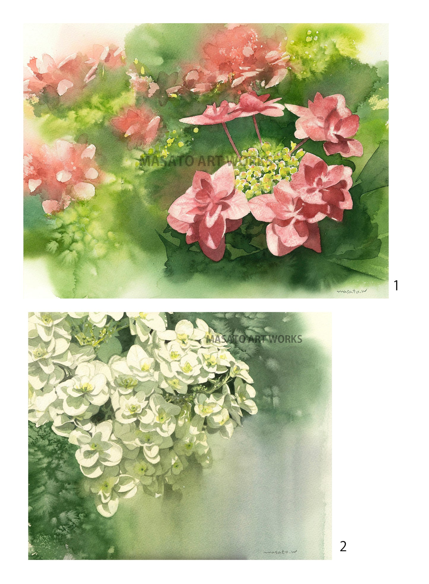 10.紫陽花・水彩画2点セット