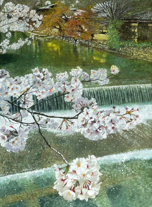 n-京都嵐山・春・桜と川の流れ