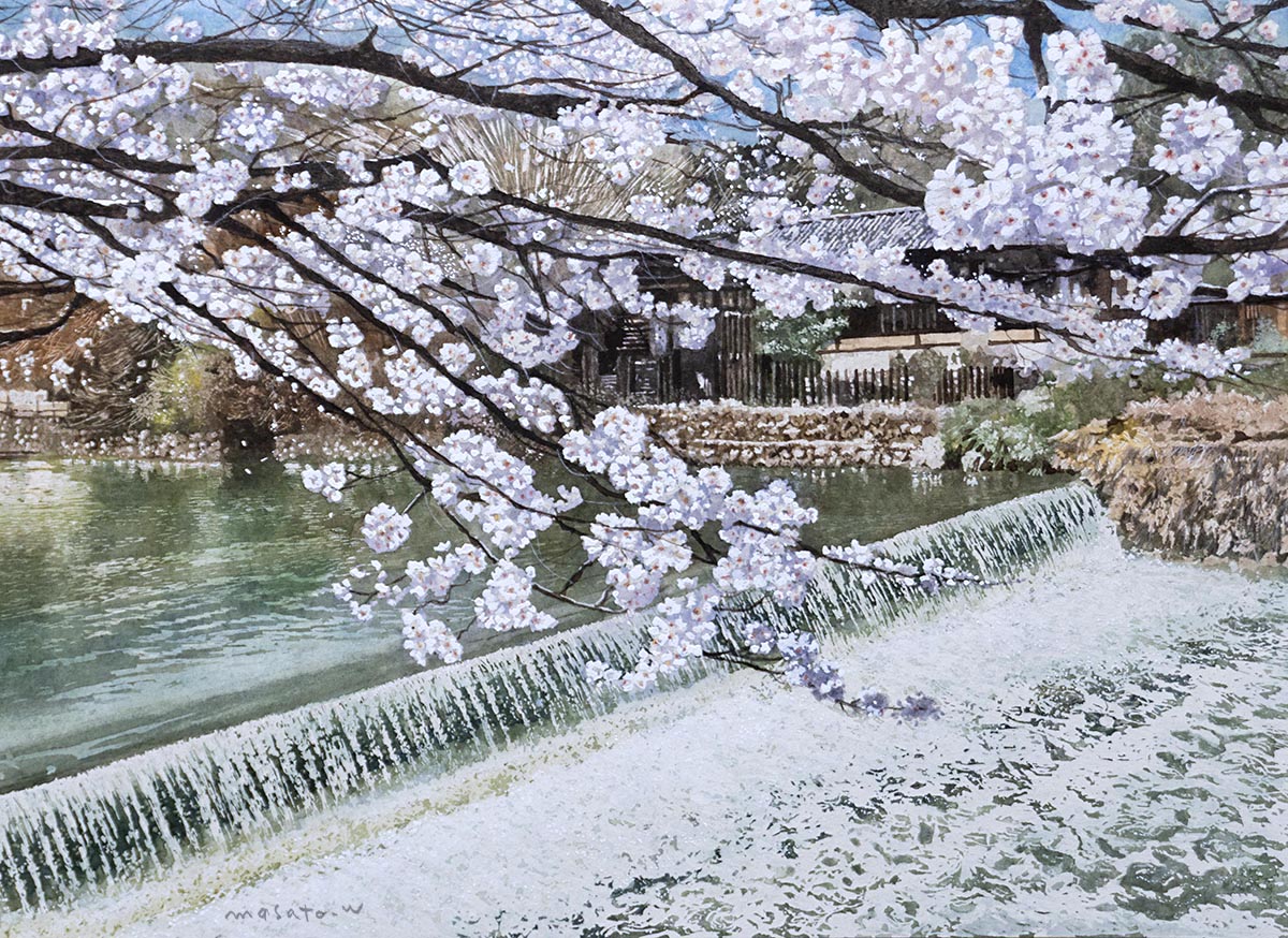 京都嵐山的樱花/SAKURA 风景名胜区，京都