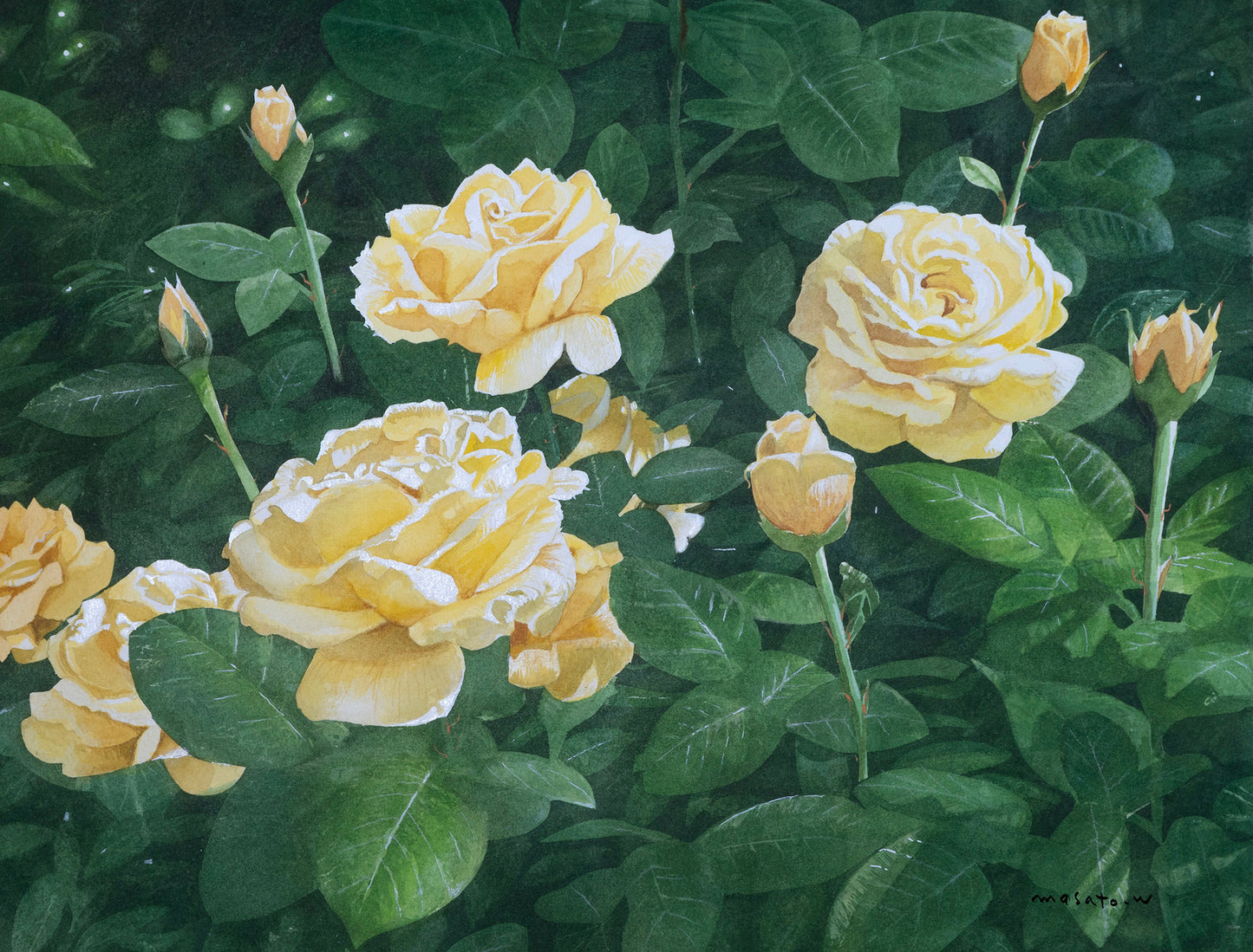 c-淡い黄色のバラ