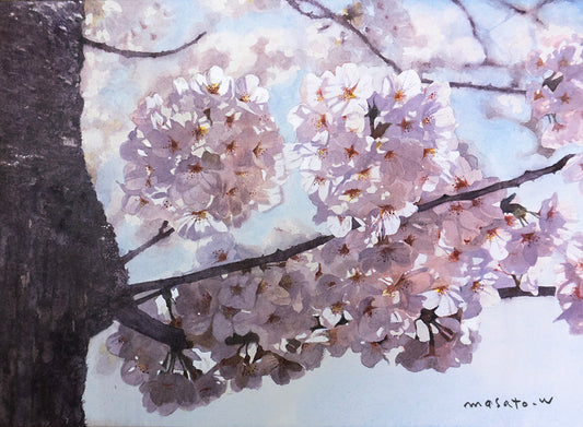 0-満開の桜/SAKURA bloom