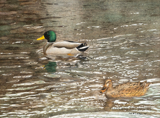 n-鴨川の清流、水鳥の憩い